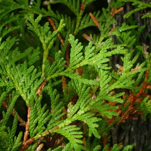 THUYA (thuya occidentalis) PN, cupressacées - en 5ml, 10ml, 15ml*