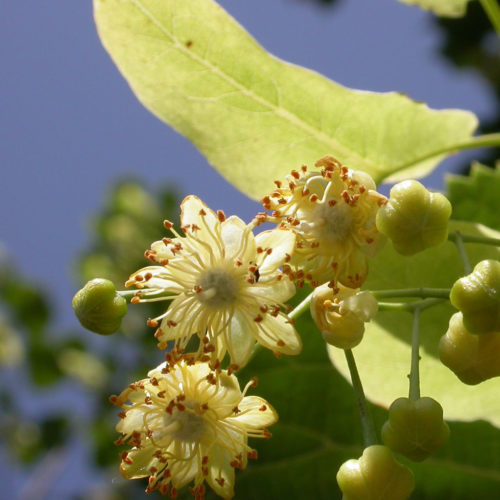 Tilleul - Tilia platyphyllos - 10 ml