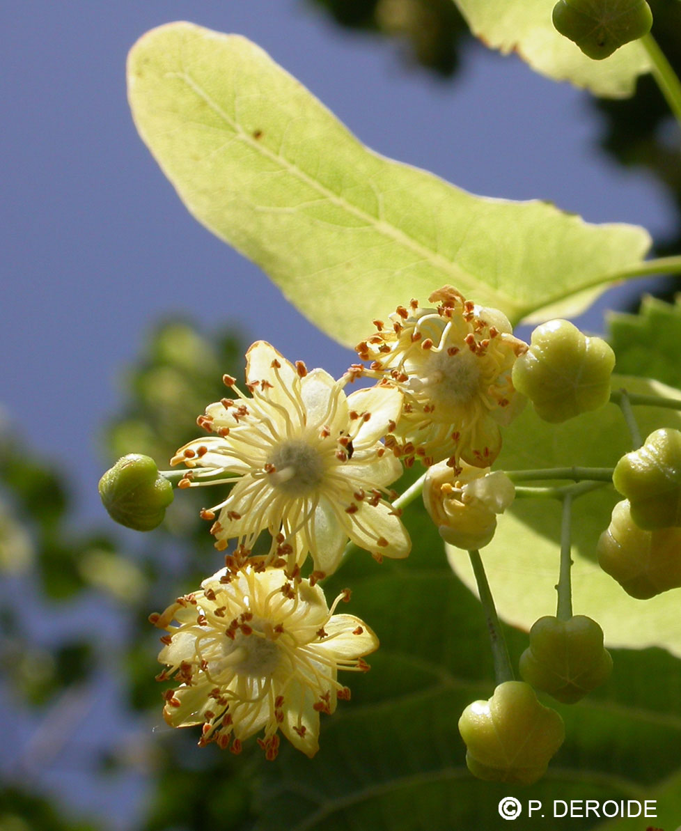 Tilleul - Tilia platyphyllos - 10 ml 2 Tilleul - Tilia platyphyllos - 10 ml