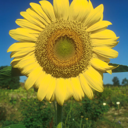 Tournesol - Helianthus annuus - 10 ml