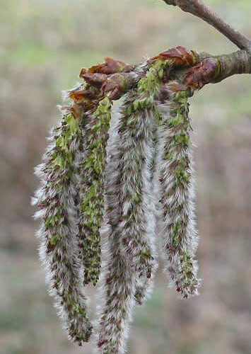 Tremble - Aspen  - No 2 (10ml)