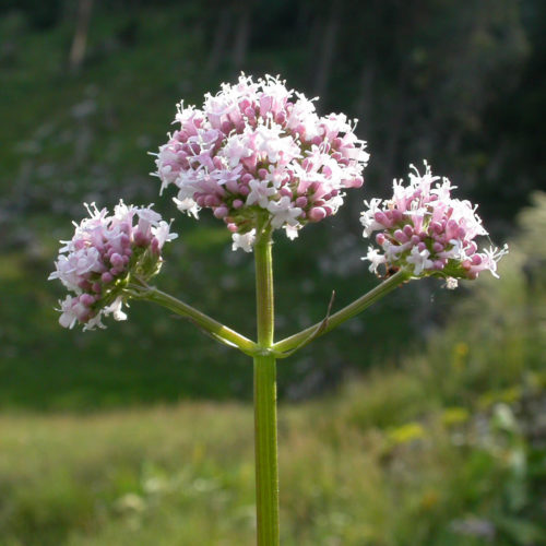 Valériane - Valeriana officinalis - 10 ml