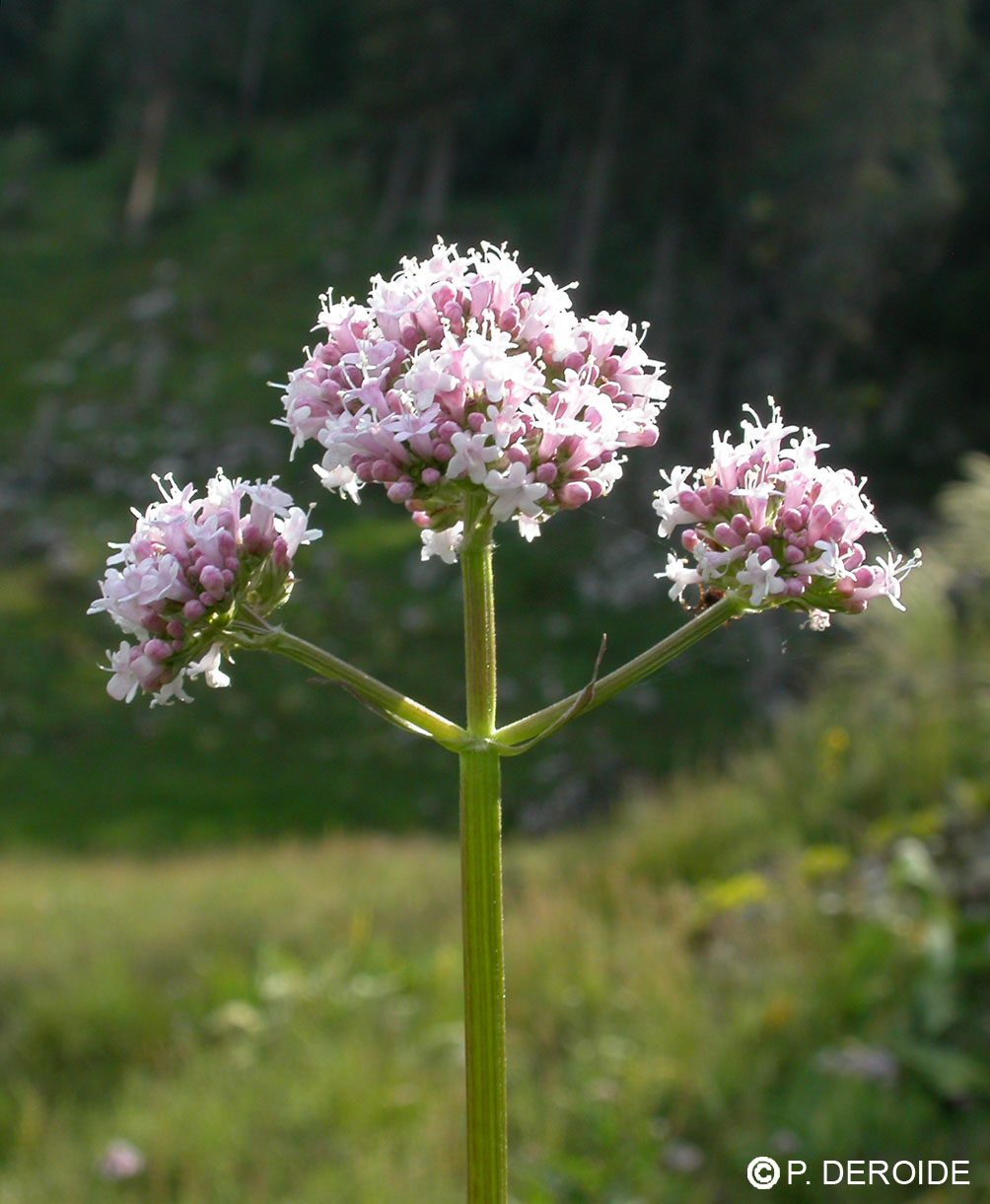 Valériane - Valeriana officinalis - 10 ml 2 Valériane - Valeriana officinalis - 10 ml