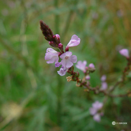 Verveine - Vervain - No 31 (30ml)