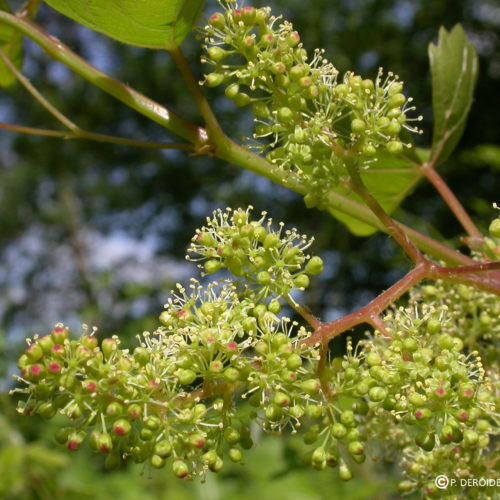 Vigne - Vine - No 32 (10ml)