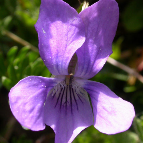 Violette des bois - Viola hirta - 10 ml