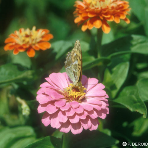 Zinnia - Zinnia elegans - 10 ml