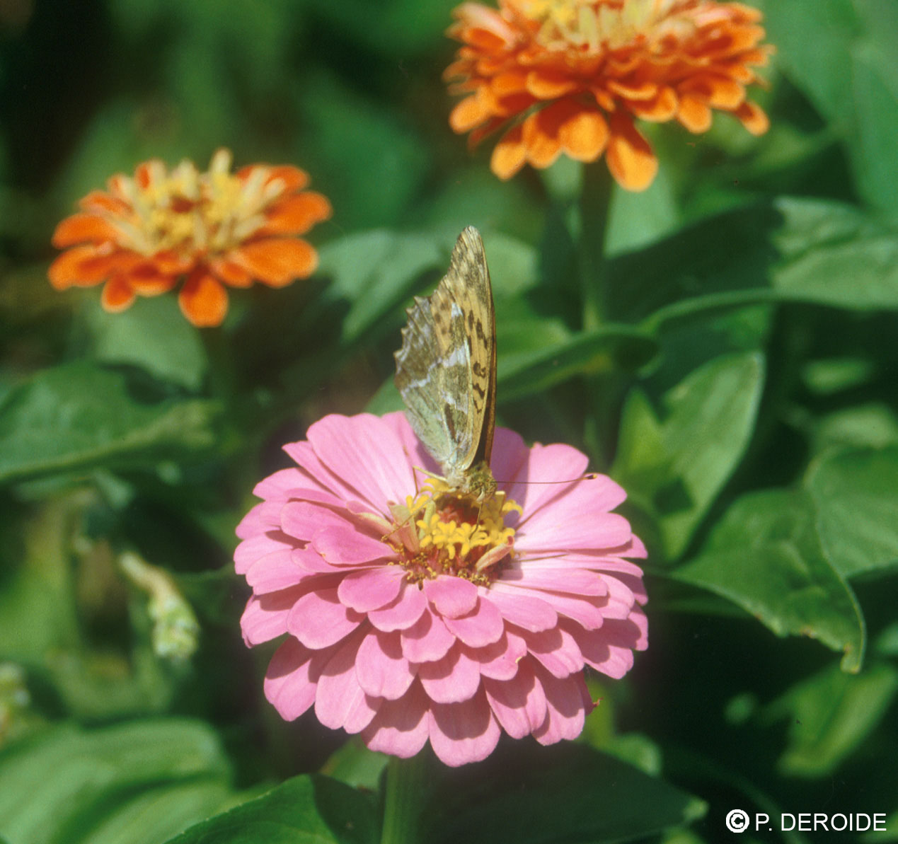 Zinnia - Zinnia elegans - 10 ml 2 Zinnia - Zinnia elegans - 10 ml