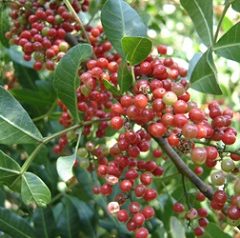 BAIE ROSE (schinus terebenthifolius) BIO - en 2ml, 5ml, 10ml