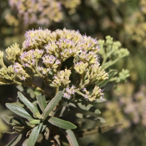 FAMONTY (pluchea grevei) BIO EQU - en 2ml, 5ml, 10ml