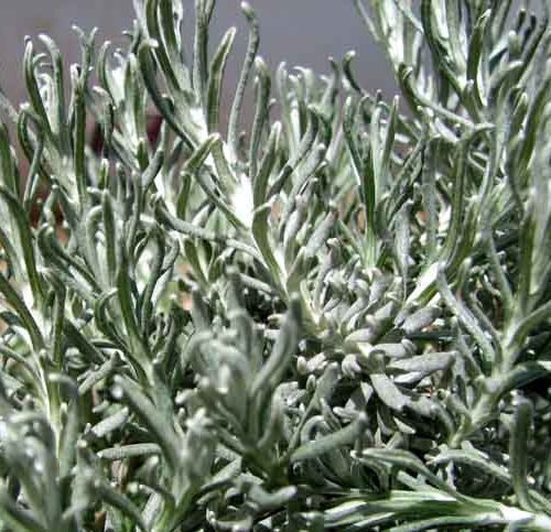 HÉLICHRYSE ITALIENNE (helichrysum italicum)  BIO , composées - en 2ml, 5ml, 10ml