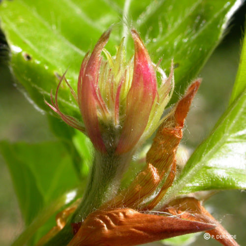 Hêtre - Beech - No 3 (10ml)