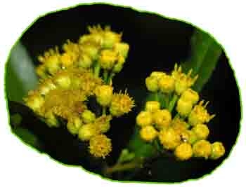 IARY (psiadia altissima) BIO EQU, astéracées - en 5ml, 10ml, 15ml