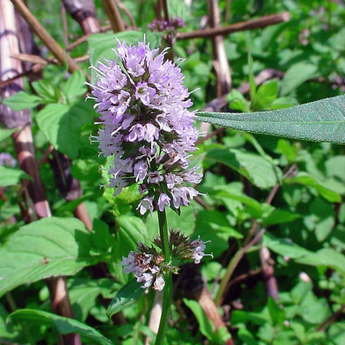 MENTHE VERTE (mentha viridis) BIO, labiées - en 5ml, 10ml, 15ml