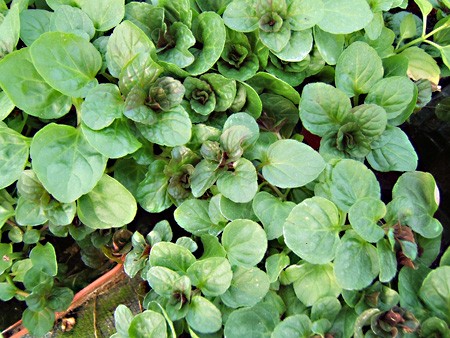 MENTHE BERGAMOTTE ou citronnée (mentha piperita citrata) PN, labiées - en 10ml, 15ml