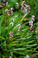 NARD JATAMANSI (nardostachys jatamansi DC) BIO en 2ml, 5ml, 10ml