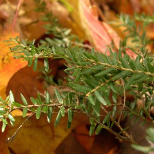 PRUCHE (tsuga canadensis)  BIO, pinaceae - en 5ml, 10ml, 15ml