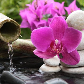 Fleurs de Bach et Elixirs Floraux contemporains bio Deva®